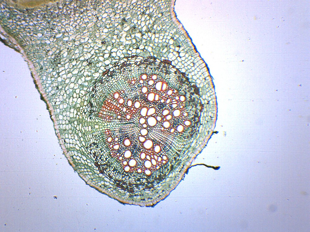 Legume Root Nodule - Prepared Microscope Slide - 75x25mm - Eisco Labs