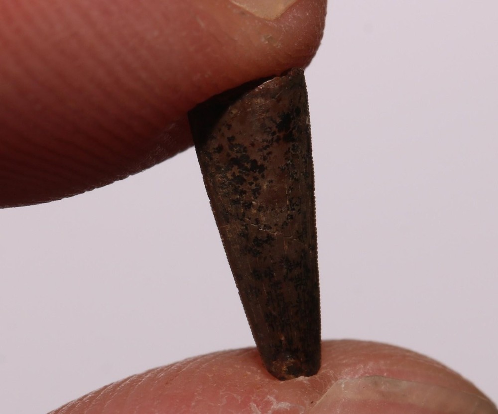 Richardoestesia Tooth GREAT SERRATIONS Hell Creek Formation Cretaceous
