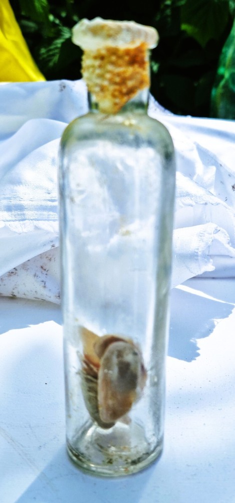Vintage Unique Glass Bottle With Shells