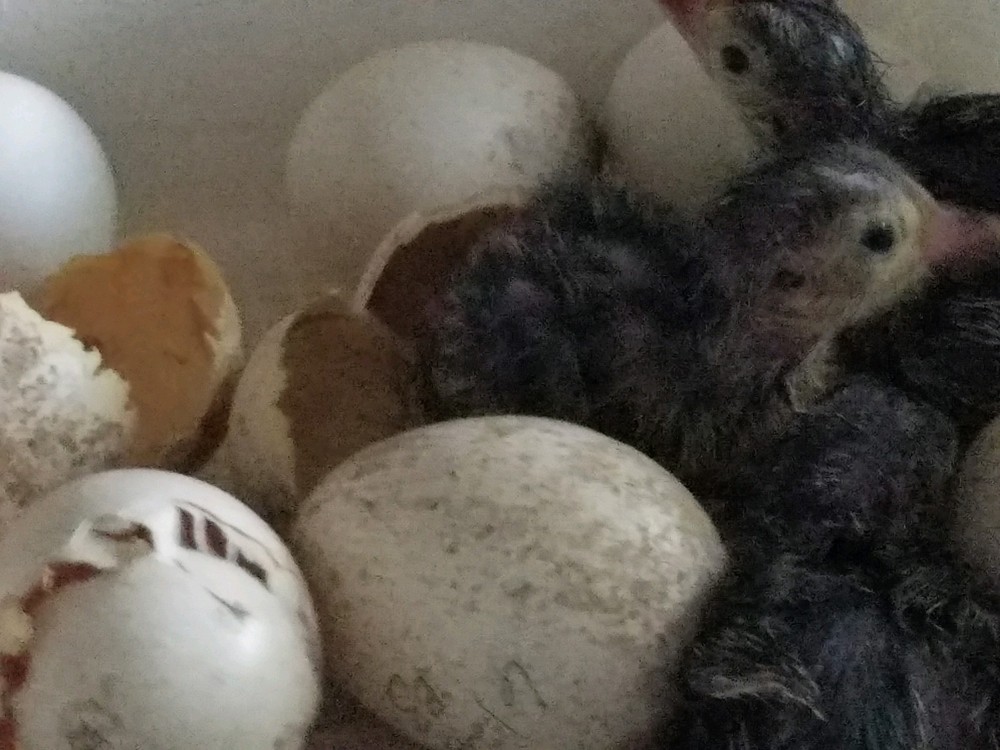 Turkey Hatching Eggs (One Dozen)