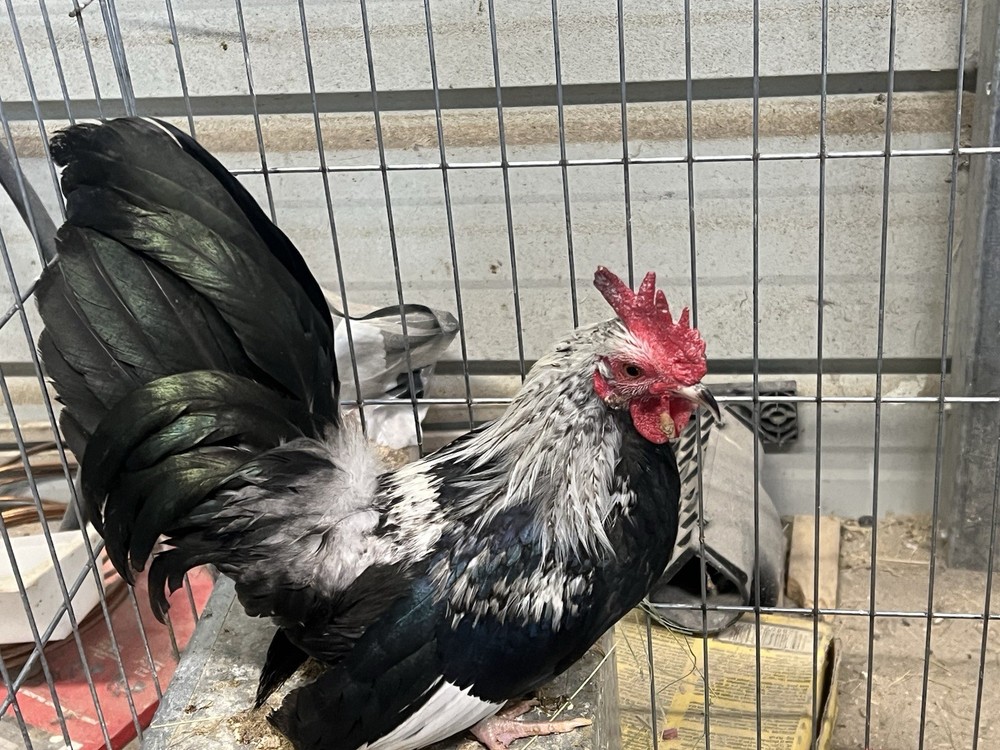 6++ Serama Hatching Eggs