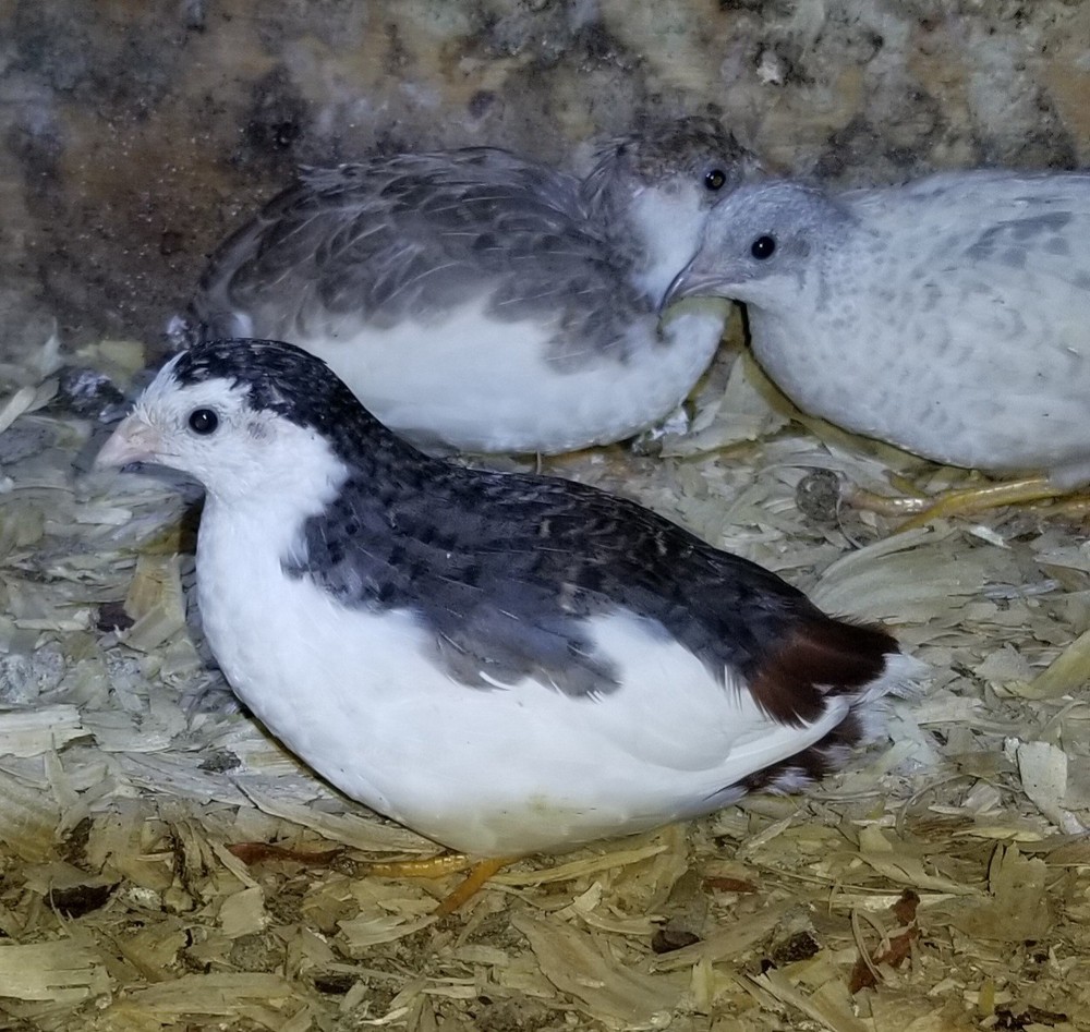 18 ++ Button Quail Hatching Eggs