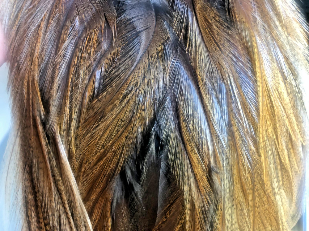 COQ DE LEON SADDLE FEATHERS - Ginger Pardo - 12 Per Pack -- NEW!