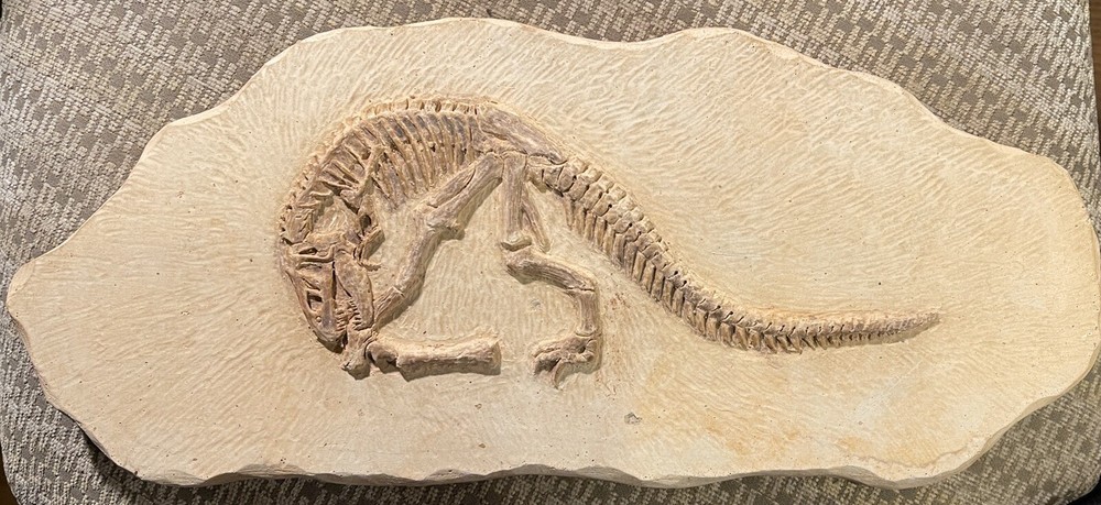 Cast Artificial Dinosaur Fossil - Beautiful