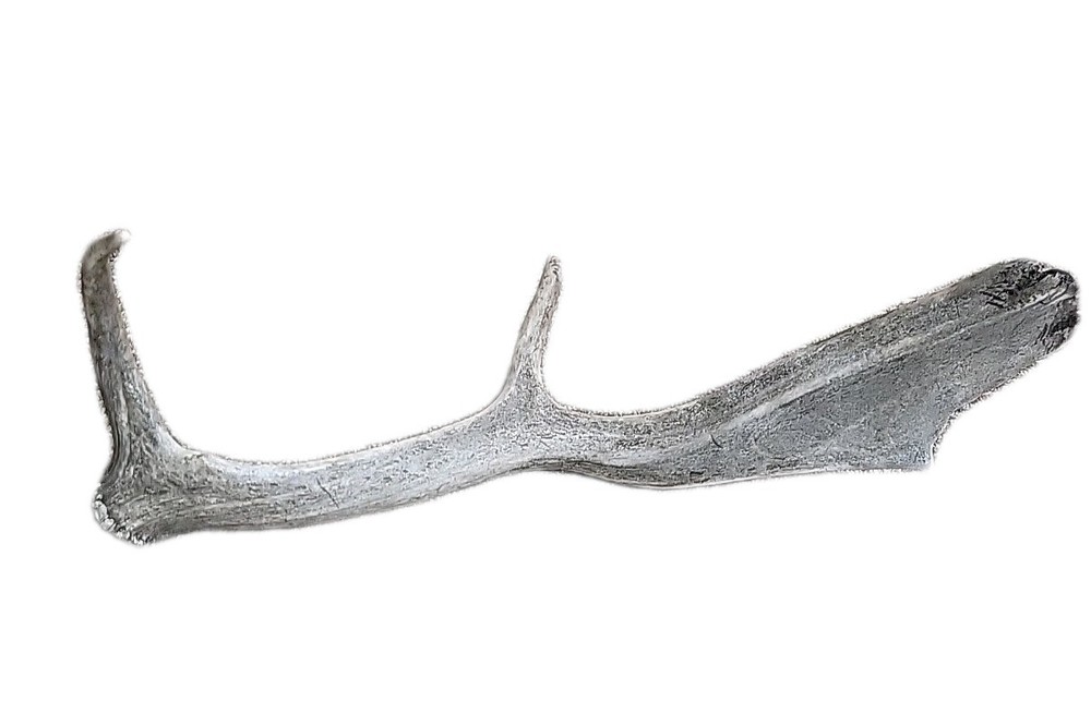 Aged Moose Antler 18"