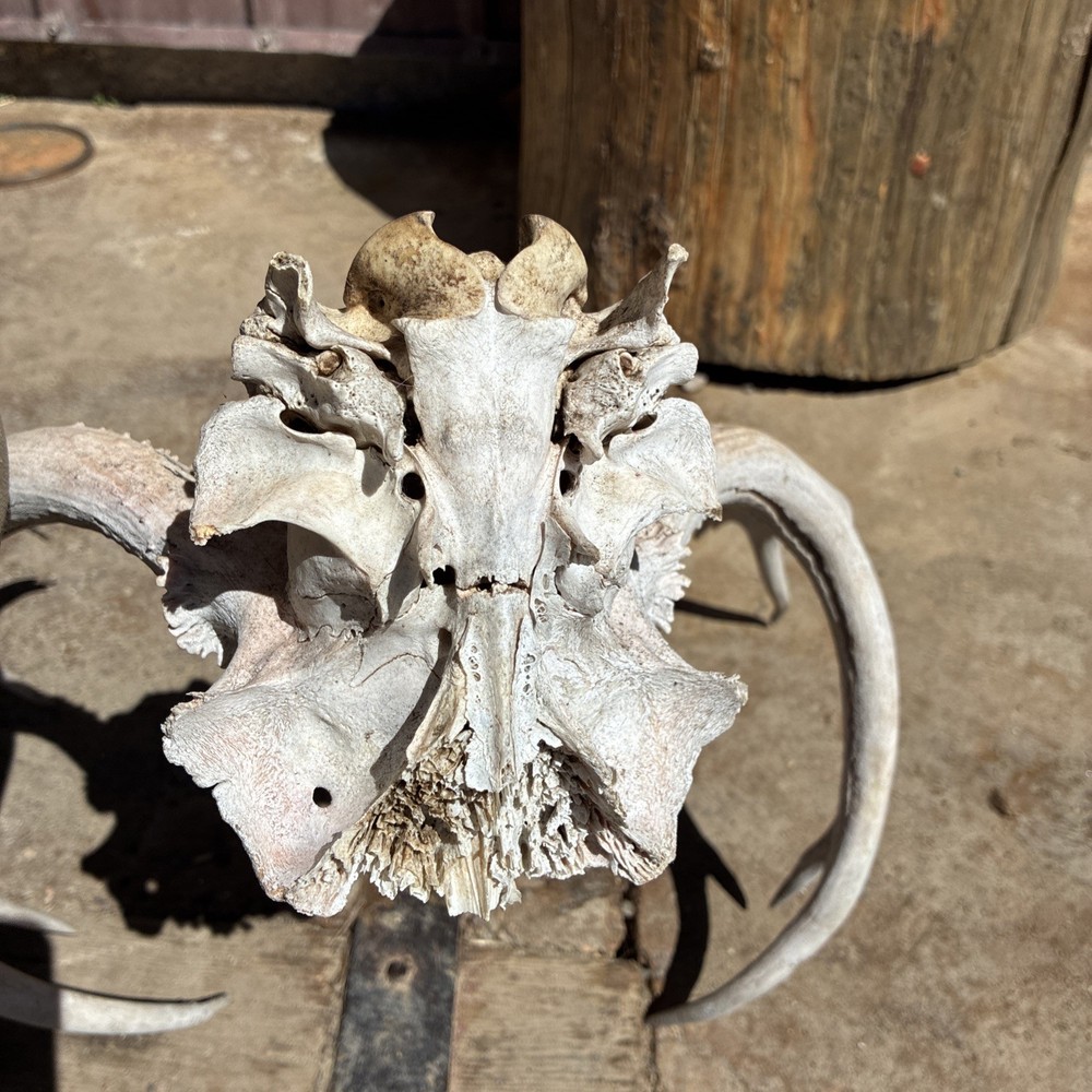Mule Deer Skull Plate