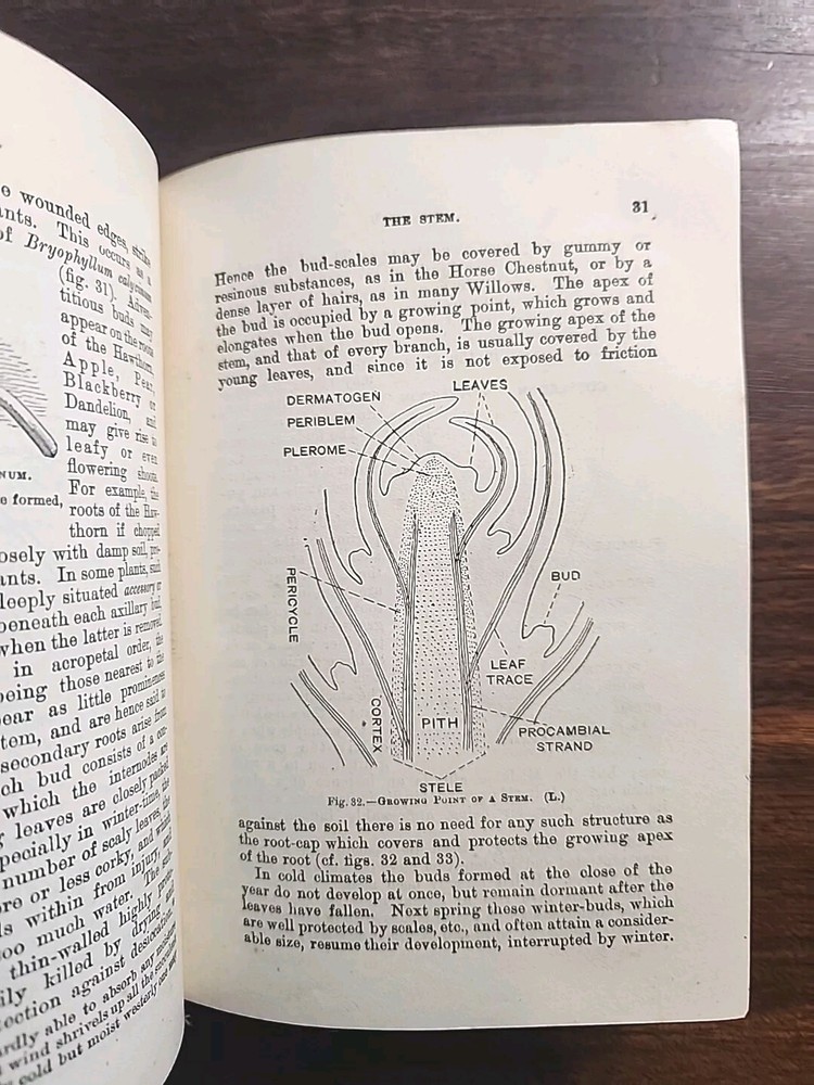 ELEMENTARY BOTANY 1921 RARE