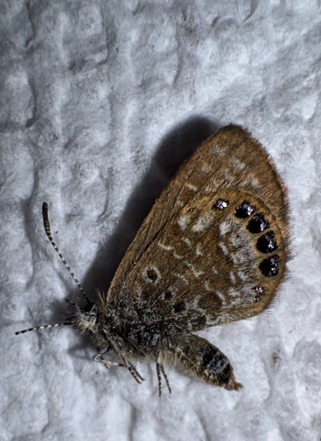 JSRL - EASTERN PYGMY BLUE BUTTERFLY Brephidium isophthalma 4