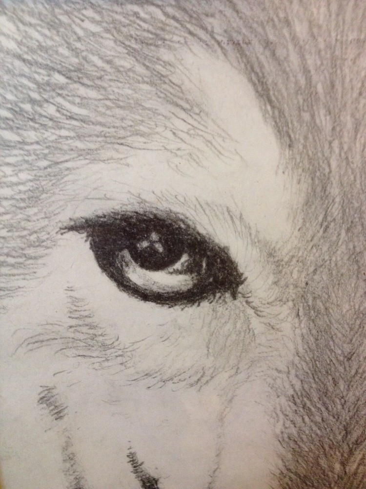 Wolf Original Drawing Framed