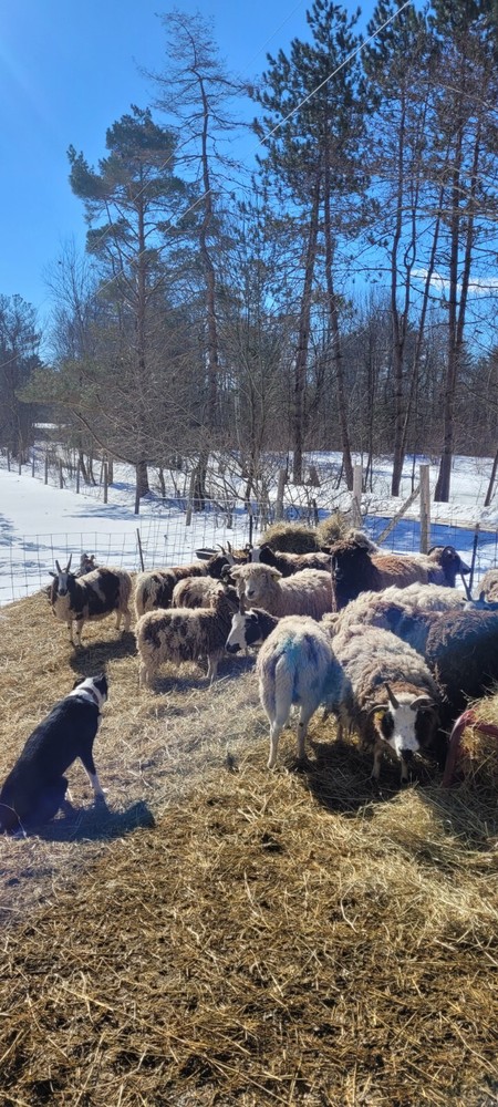 Romney wool roving (white) 8 oz