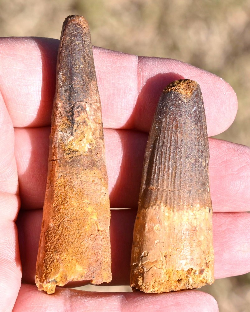 TWO Spinosaurus teeth, with wear facets, from Morocco #4