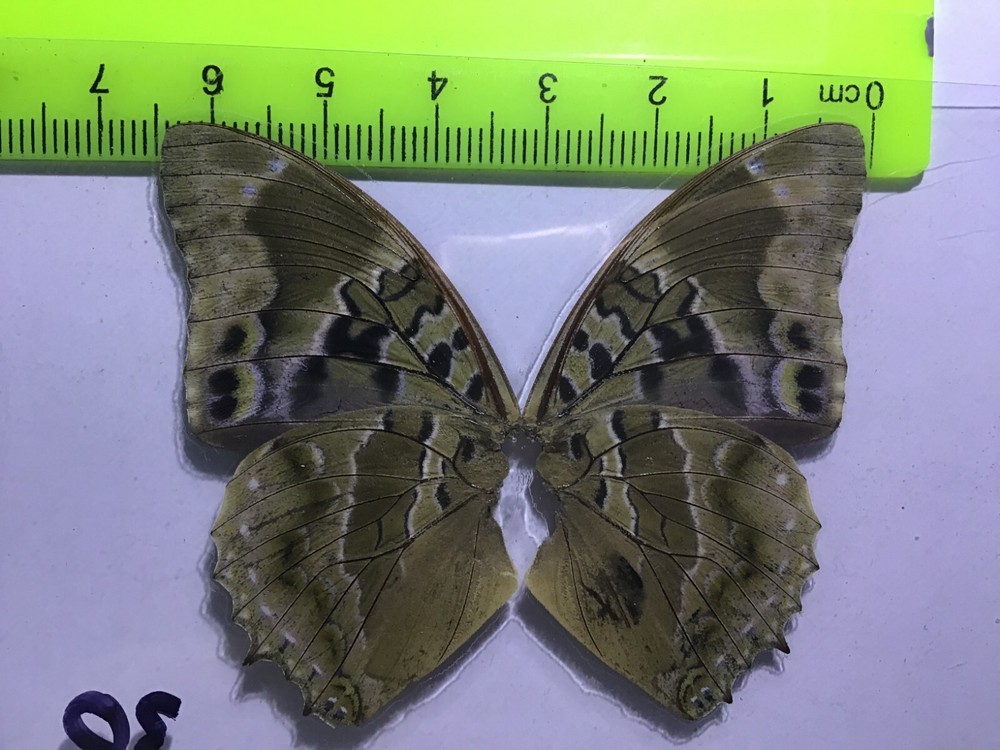 UAC 30 A+/ A Charaxes Nymphalidae Butterfly