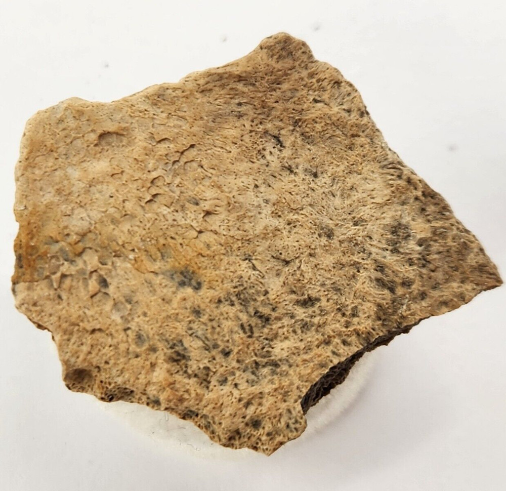 Cretaceous Turtle Shell Fossil - Testudines - Judith River Fm. - Hill Co., MT