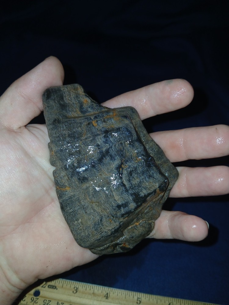 5.7 oz Texas Petrified Wood