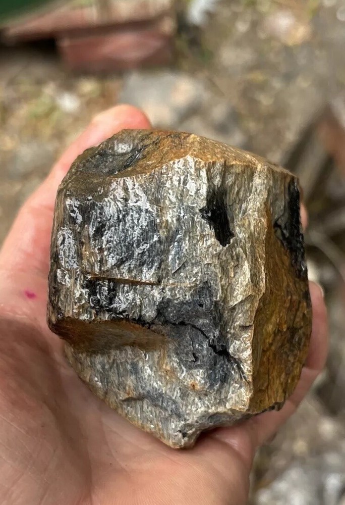 Tempskya petrified Palmwood