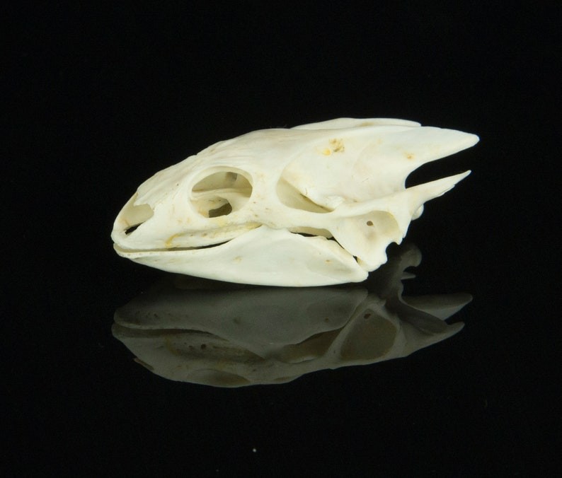 Real Turtle Skull Animal Skeleton Bone Specimen Educational Science Gift