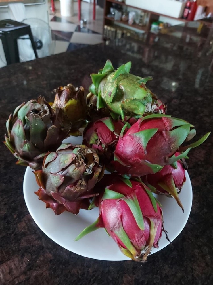 DRAGON FRUIT CUTTINGS - MULTIPLE VARIETIES - 13" - 17” Hi