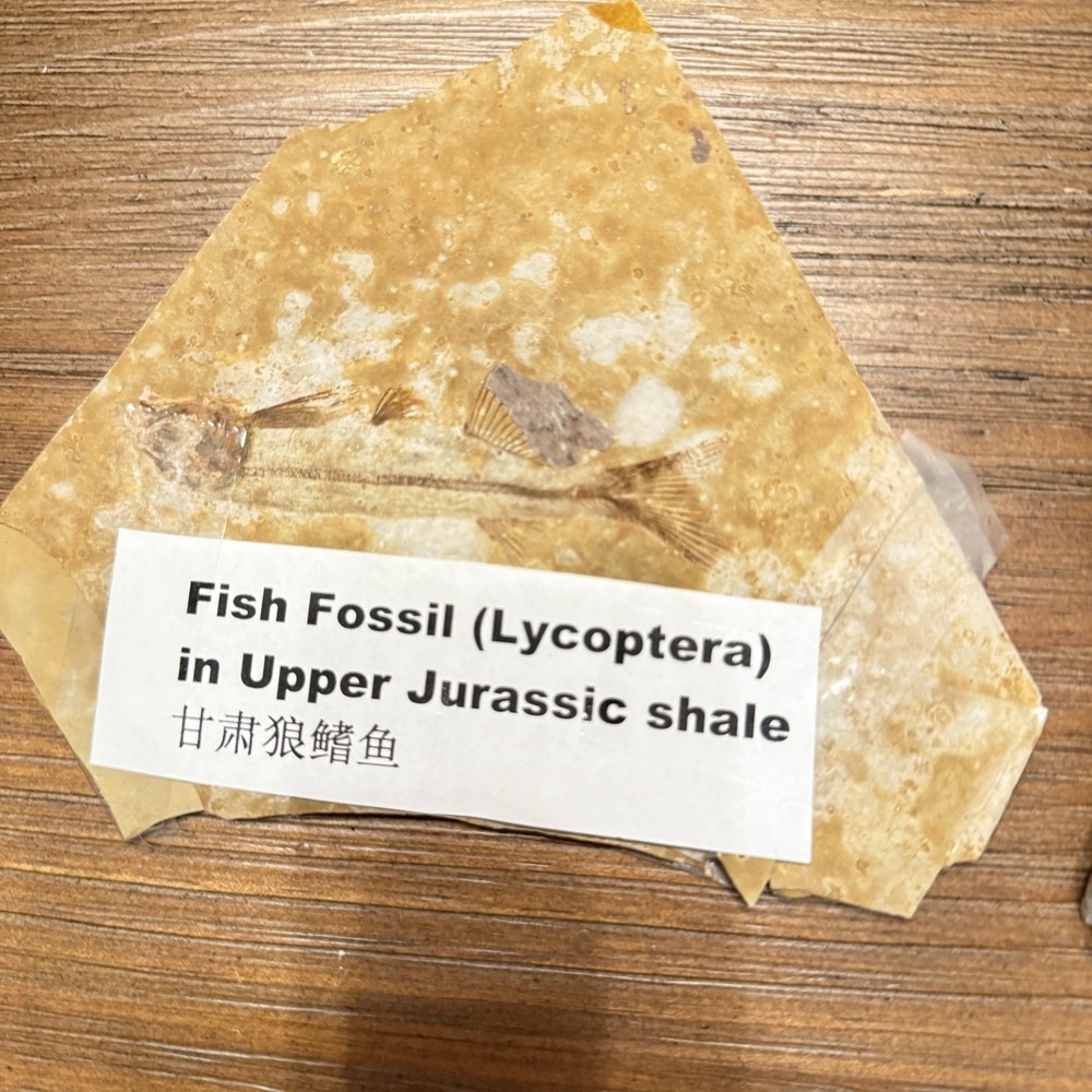 Fish fossil Lot Of Two