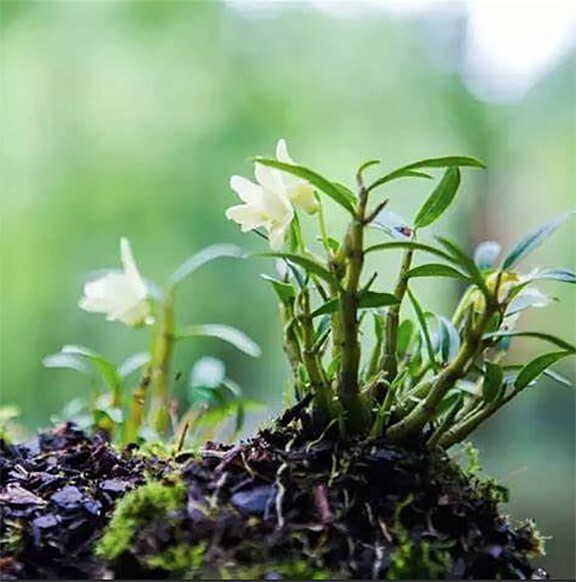 Mini Dendrobium nobile霍山石斛(米斛),blooming size,20+pseudobulbs ,3 yr old