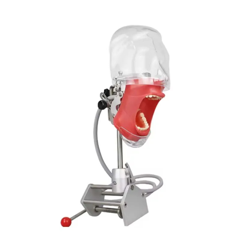 Dental Simulator Manikin Phantom Head Model w/ Bench Mount for Dentist