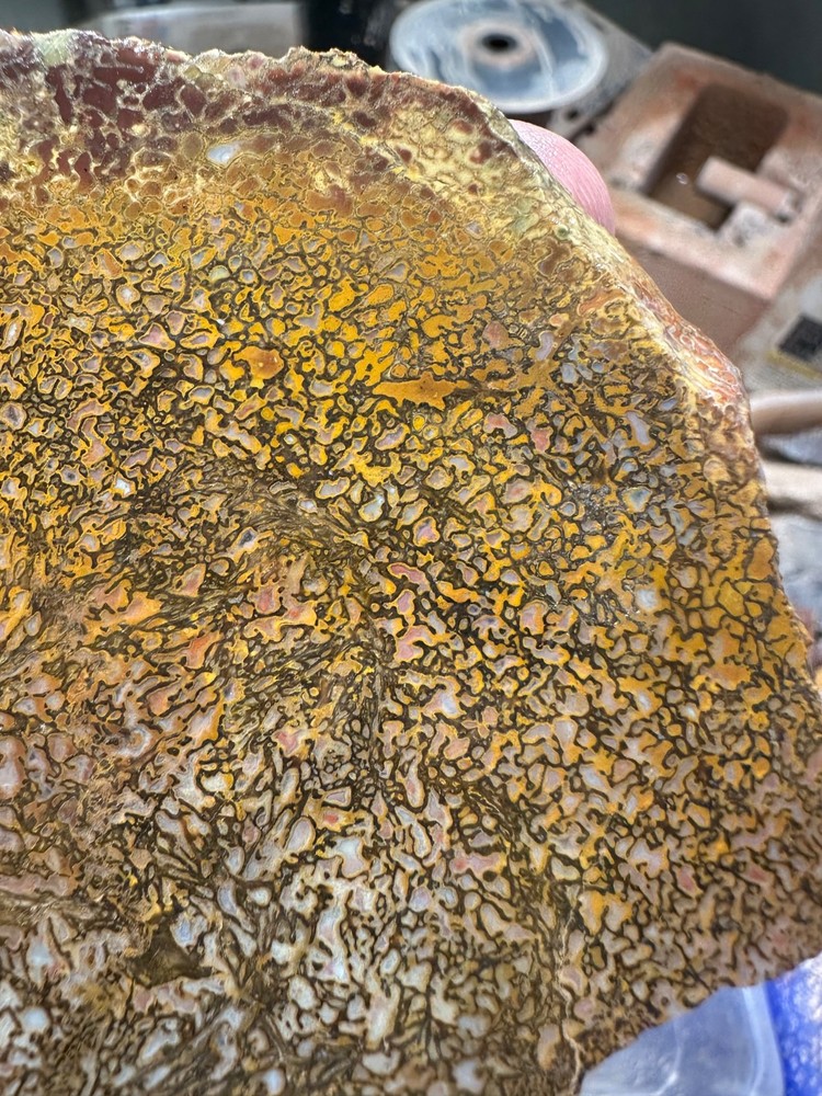 Dinosaur bone rough high grade slab.