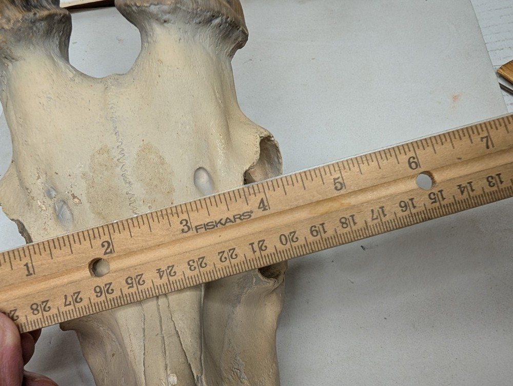Big Vintage Blesbok Skull Antelope Trophy