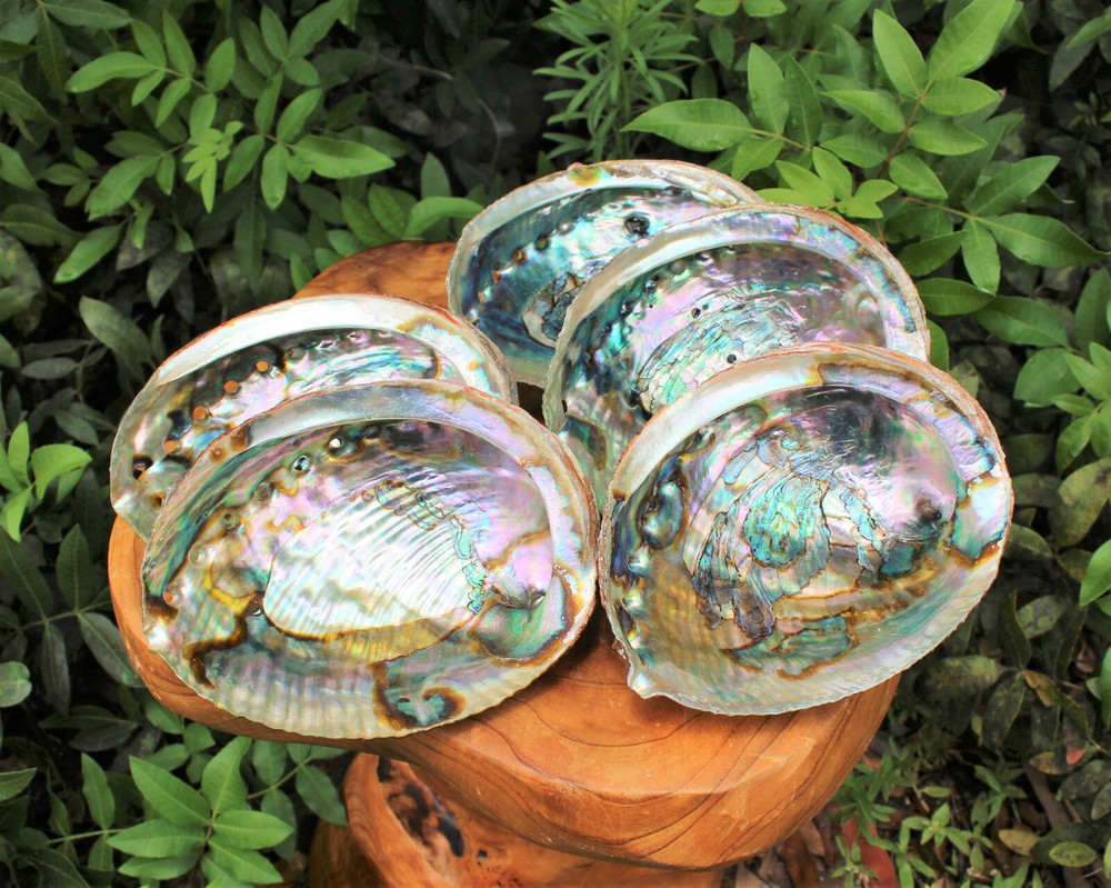 Smudge Kit: Large Abalone Shell + Stand + Palo Santo + Blue Sage + Feather!