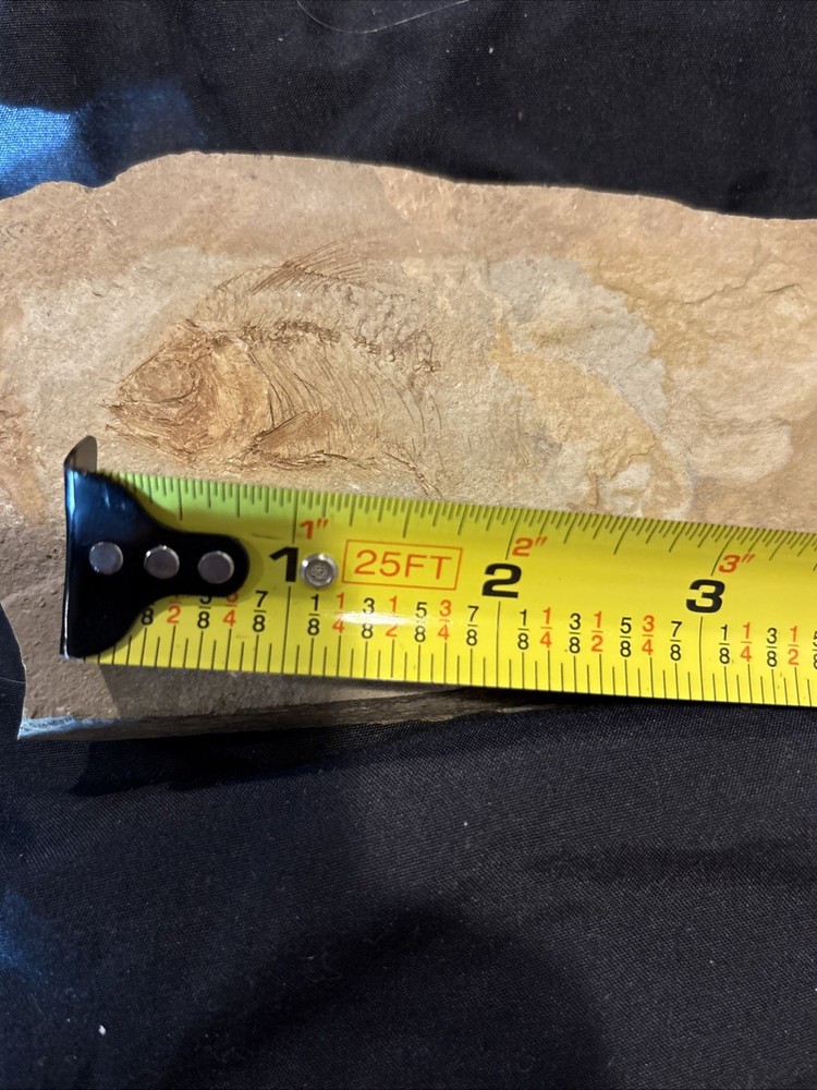 Partial Fossil Fish