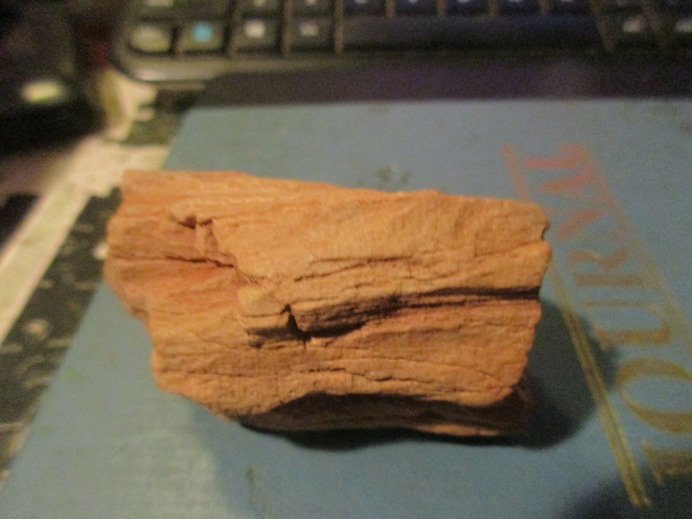 Fossilized Wood