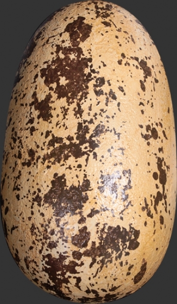 Dinosaur Theropod Egg 12"