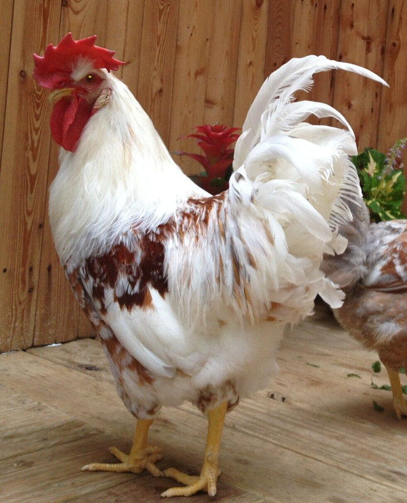 SWEDISH FLOWERS  100% PURE TYPE ( 6 ) HATCHING EGGS