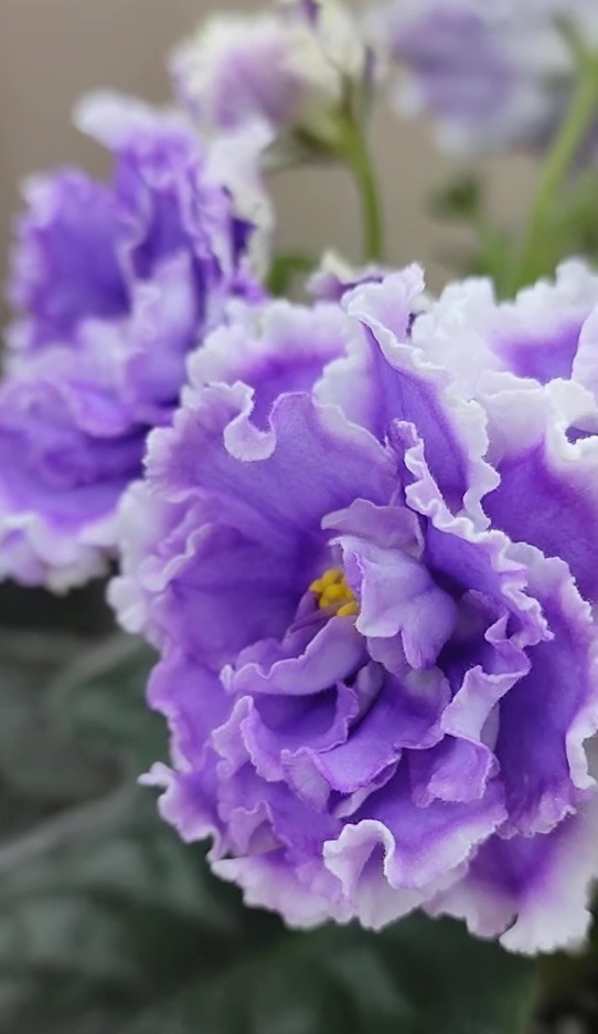 African Violet PLANT ~ LILON LILA Starter