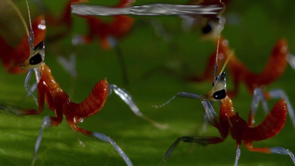Orchid Mantis Eggs with a Free Observation Hatching Pack (1 Eggshell) – Equipped