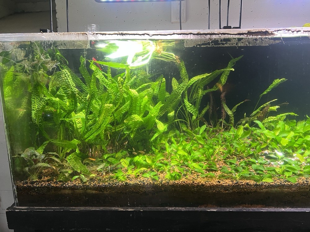 cryptocoryne aponogetifolia