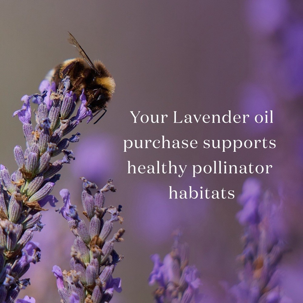 Young Living Essential Oils Lavender 15 Ml