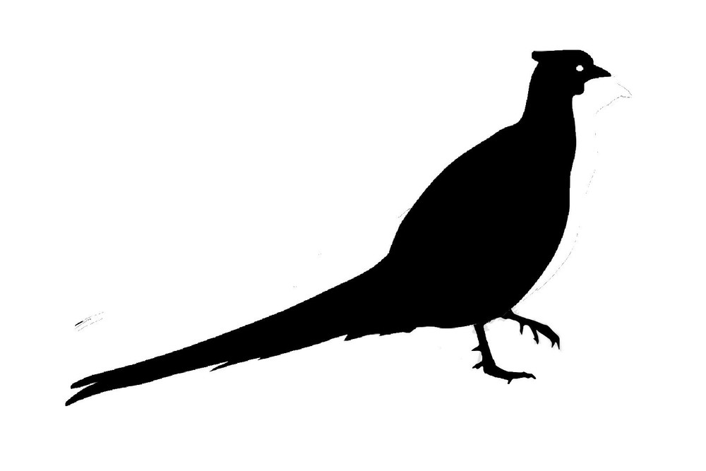 Pheasant Bird Stickers