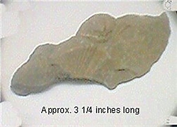 Fossil Brachiopod #102 3 1/4" long