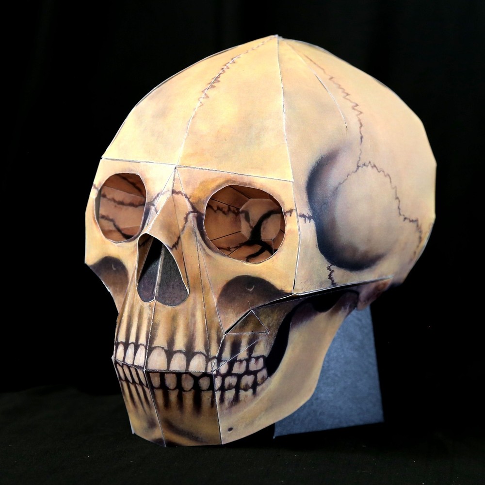 Human Skull paper model