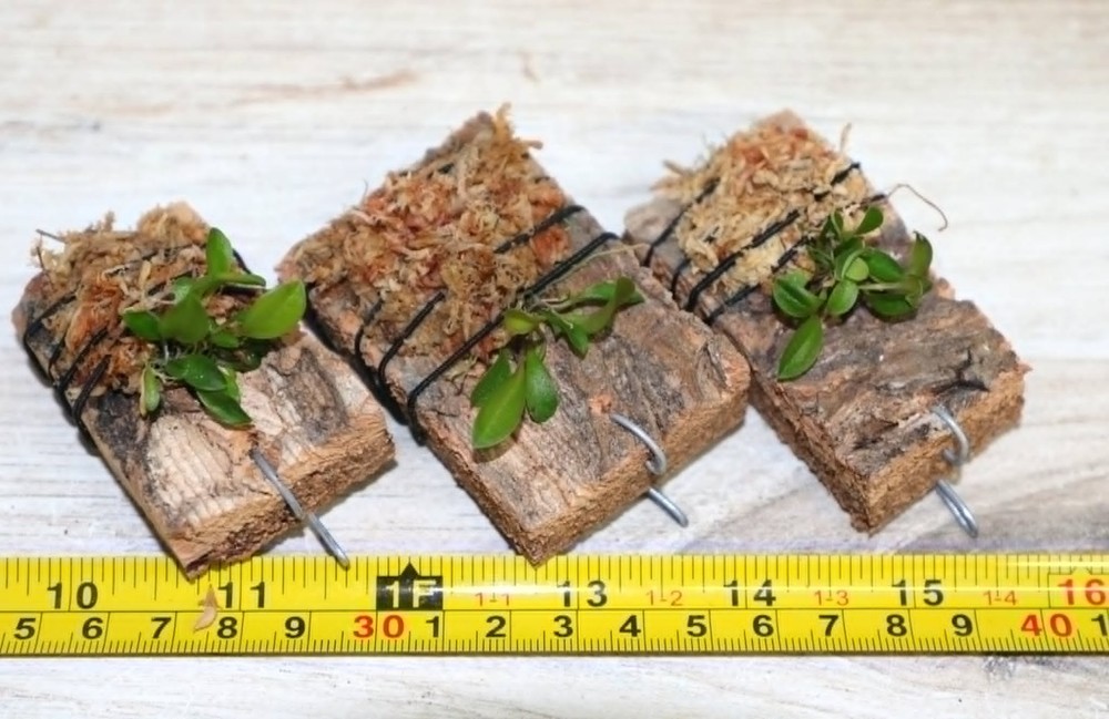 LEPANTHES CELOX SMALL ORCHID MOUNTED