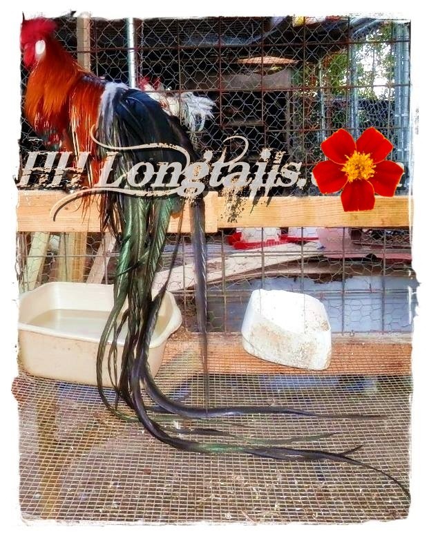 6+ Assorted color Phoenix longtail Chicken hatching eggs L@@K!