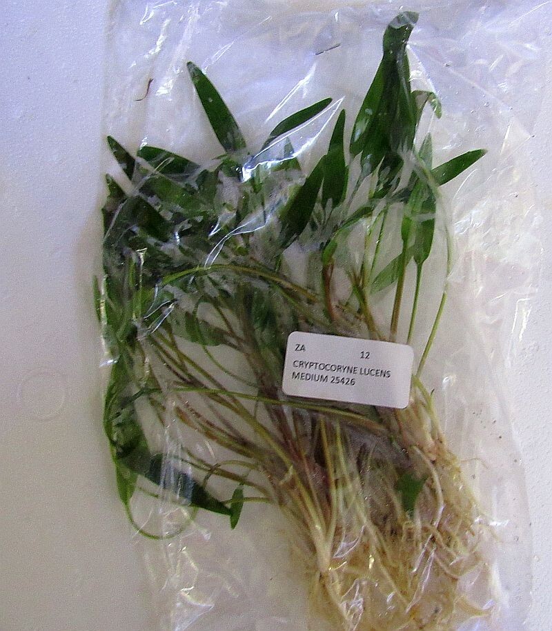 12 medium crypt lucens