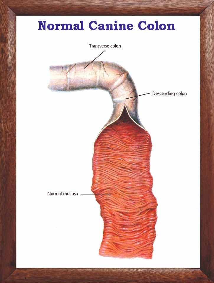 Normal Canine Colon Chart 12x18 inches