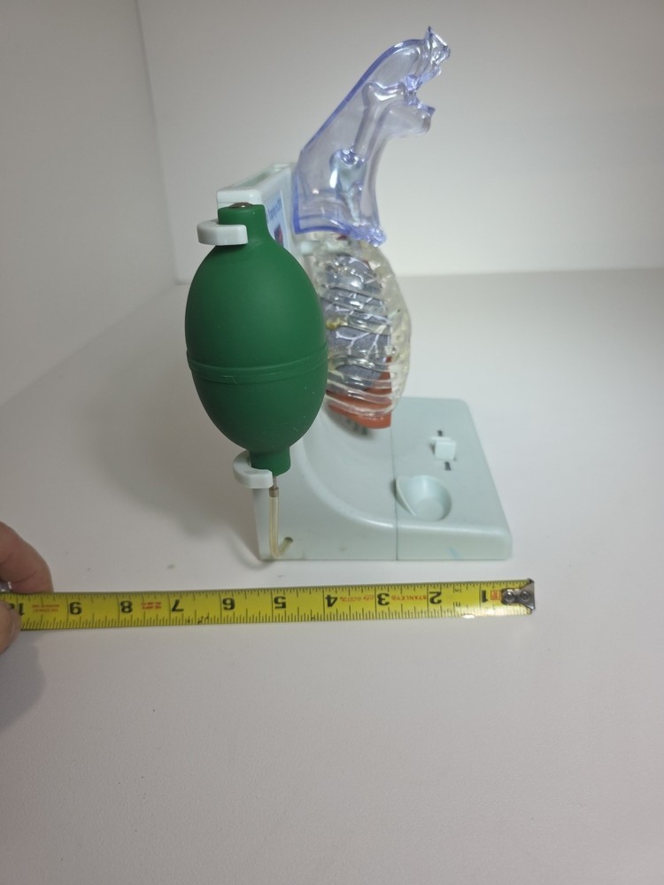 Vintage Pfizer Lung Display Model - Interactive Pump-expanding Lungs Works