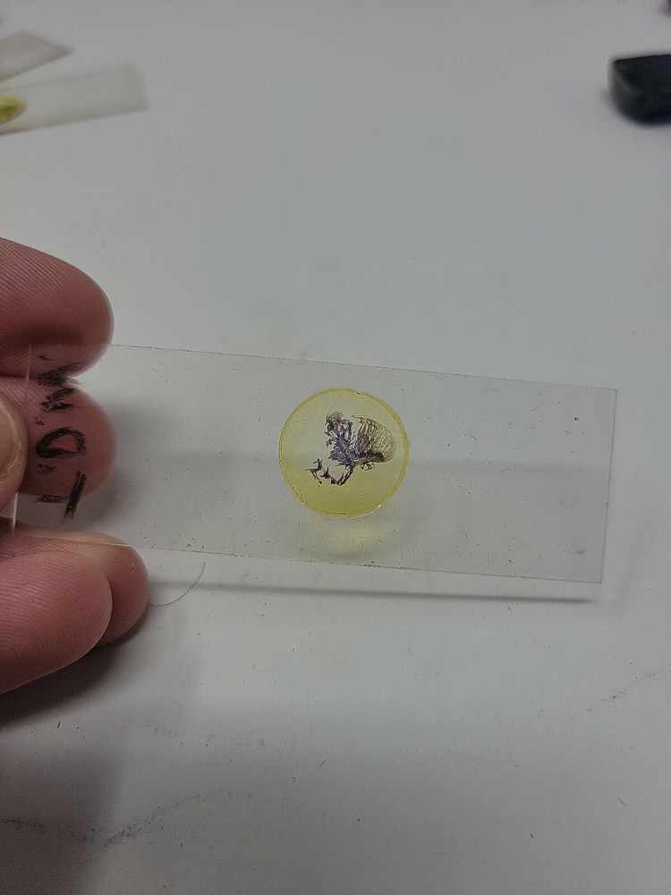 Vintage Microscope Slide 1941