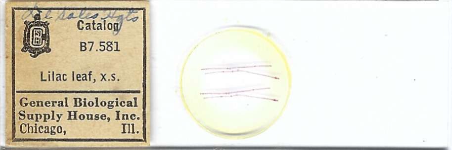 Lilac Leaf Microscope Slide