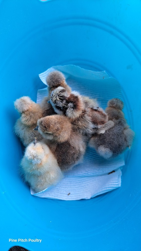 12+2 Silkie Hatching Eggs Npip