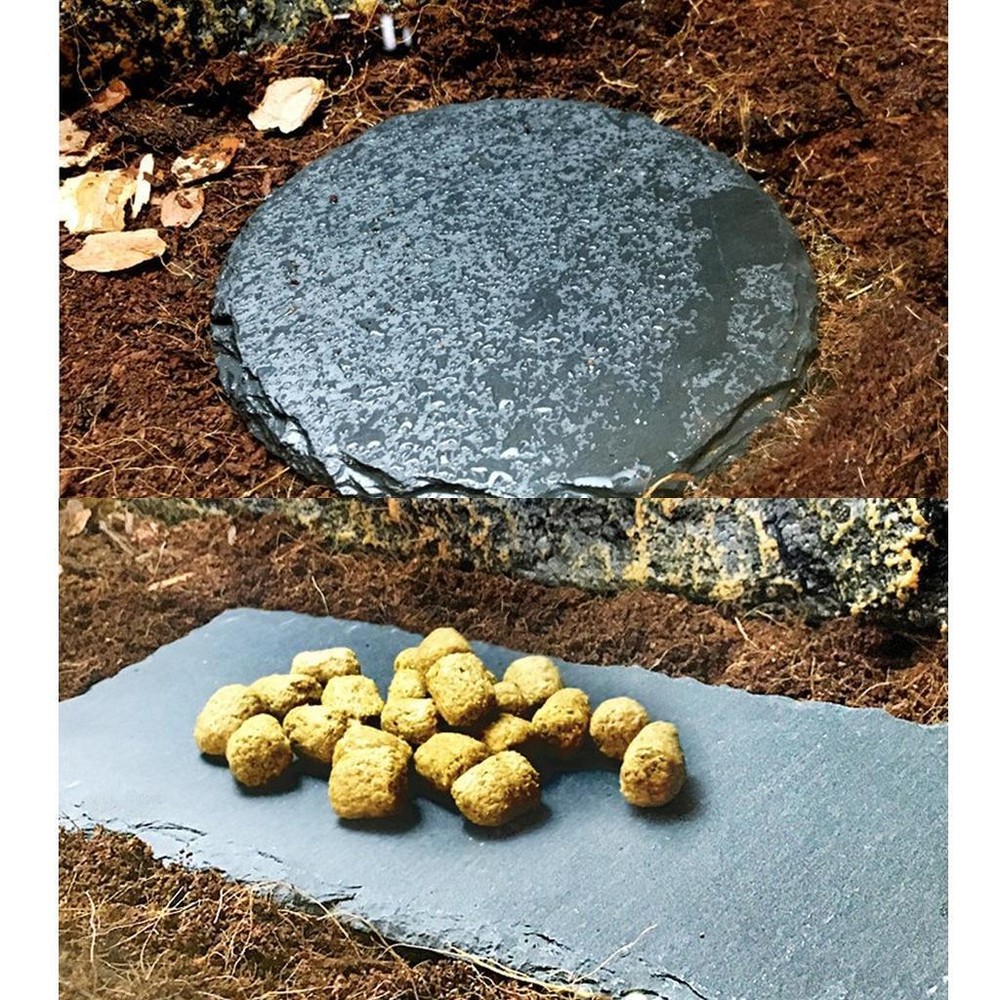 Reptile  Basking Platform Tortoise Rock Feeding Dish