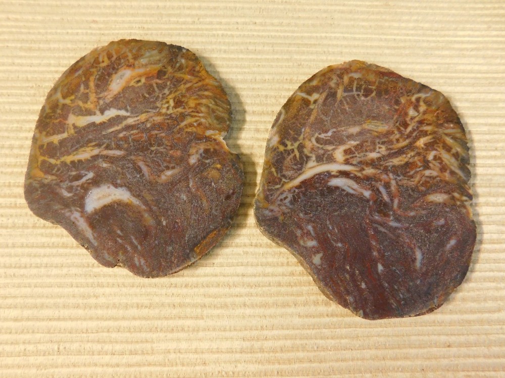 Fossil Cycad Slabs for Cabs - qty 2