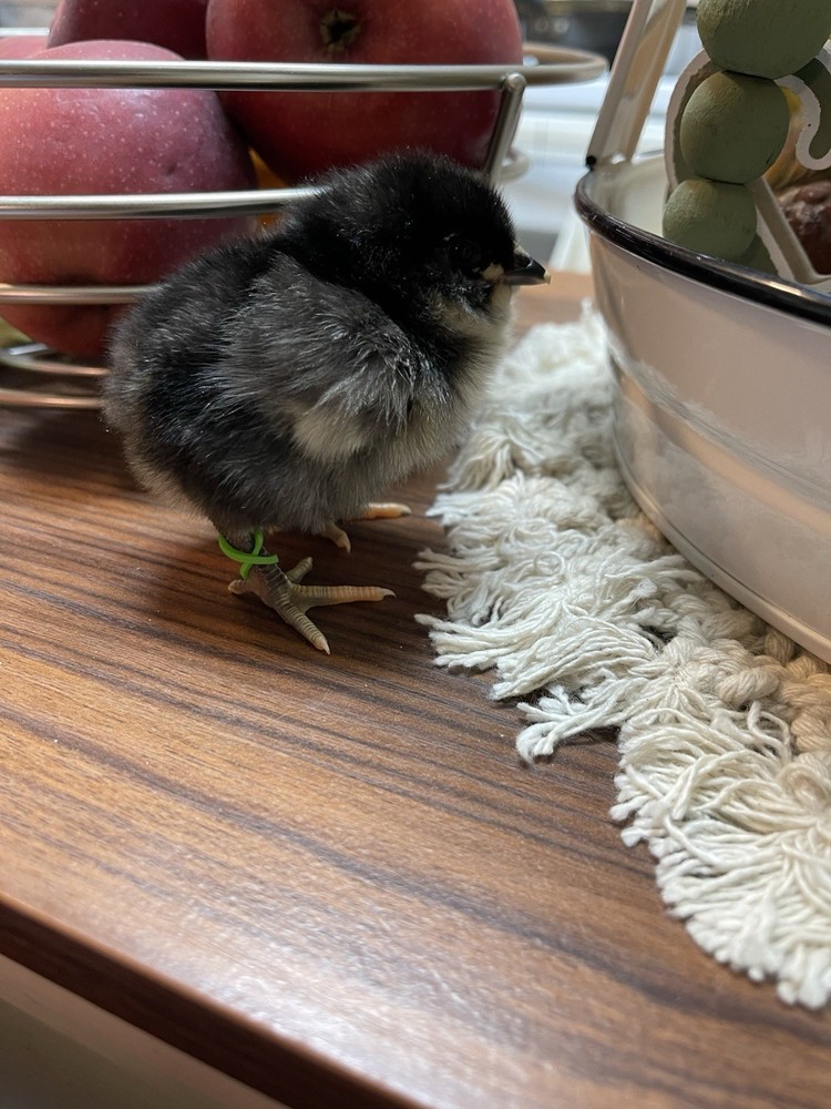 NPIP Black Copper Maran Hatching Eggs