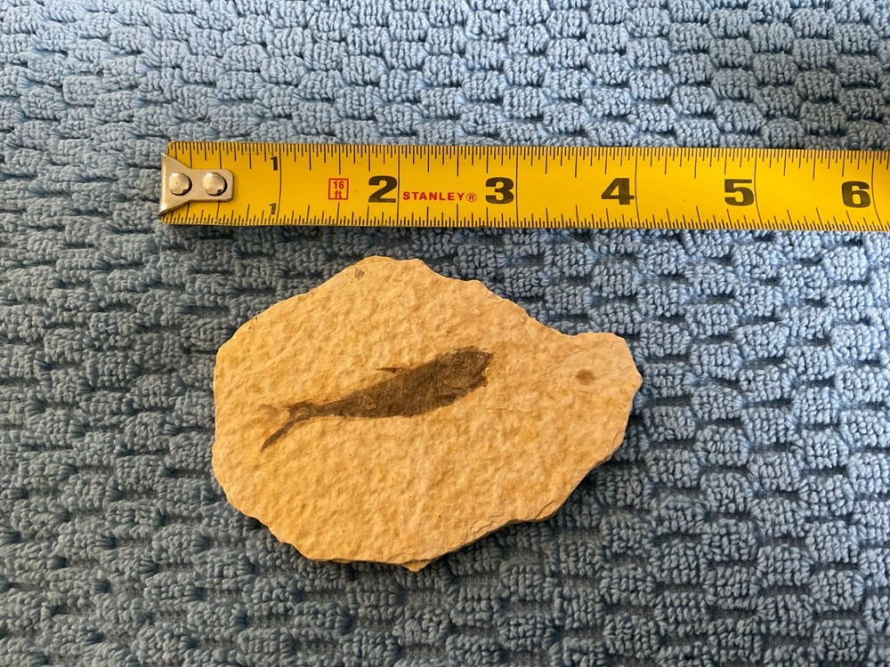 Fish Fossil 4” x 3”